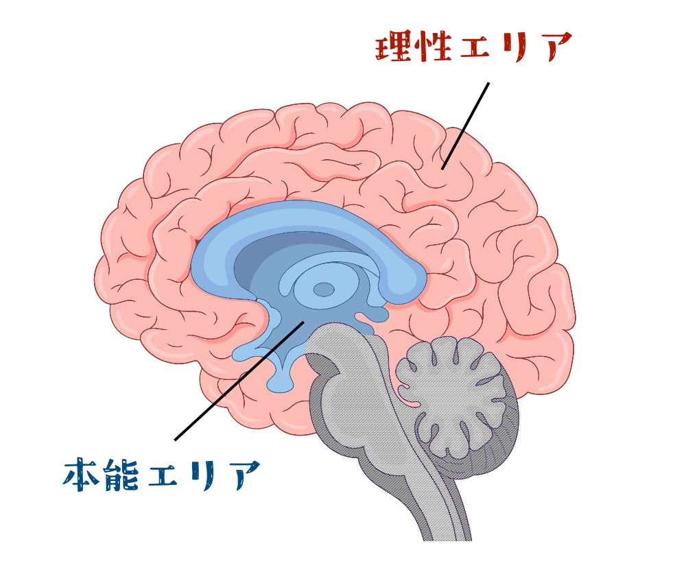脳の構造