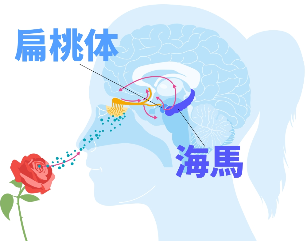 扁桃体と海馬