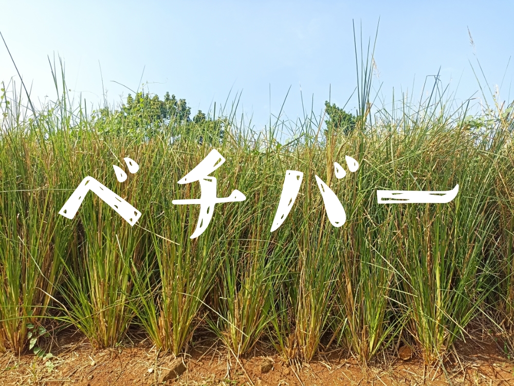 ベチバー