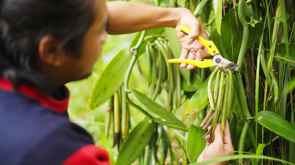 バニラビーンズの収穫の様子