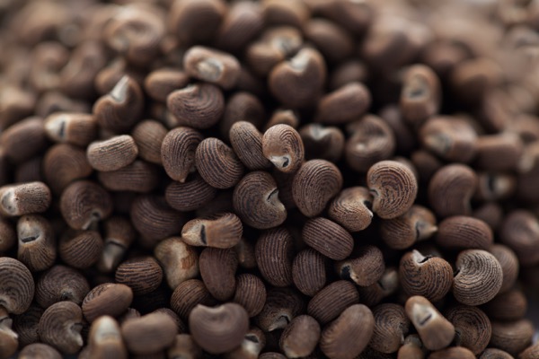 アンブレットシード